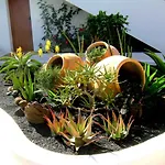 Tamarindos プエルト・デル・カルメン