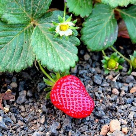 Tamarindos アパート