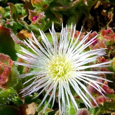 Апартаменты Tamarindos Пуэрто дель Кармен