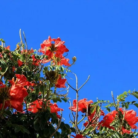 Tamarindos بويرتو ذيل كارمين