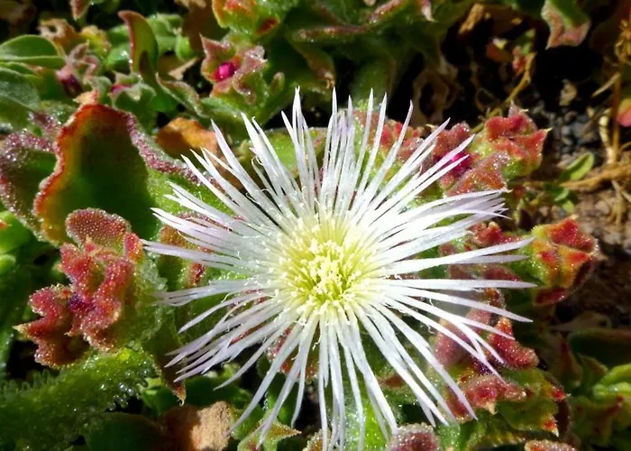 Appartamento Tamarindos Puerto del Carmen (Lanzarote)